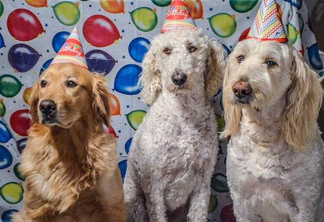 doggy birthday party
